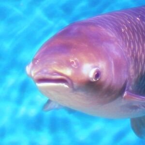 Meet your Posher, Osvateci